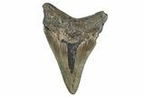 Serrated, Fossil Megalodon Tooth - North Carolina #340872-1